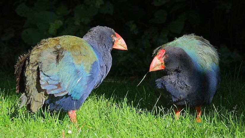 Essas aves não voam, mas correm bastante. Imagem: Domínio público