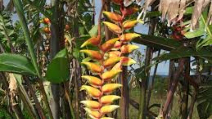 Bananeira ornamental: suas folhas largas e base úmida criam abrigos perfeitos para insetos e larvas de carrapato.

Foto: Reprodução/Wikimedia Commons 