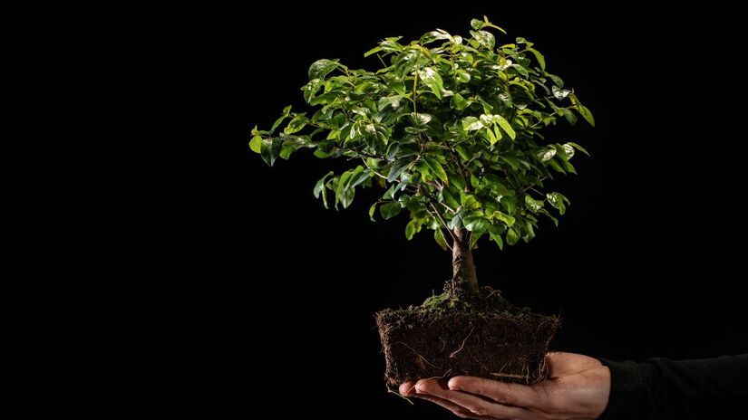 Com sua forma delicada e estética admirável, o bonsai também é uma planta que o Feng Shui recomenda evitar dentro de casa