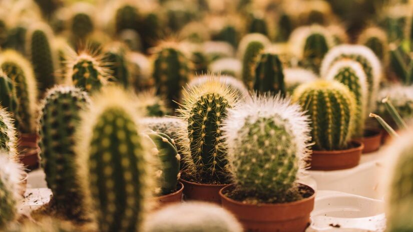Apesar de populares na decoração, os cactos são vistos com cautela pelo Feng Shui