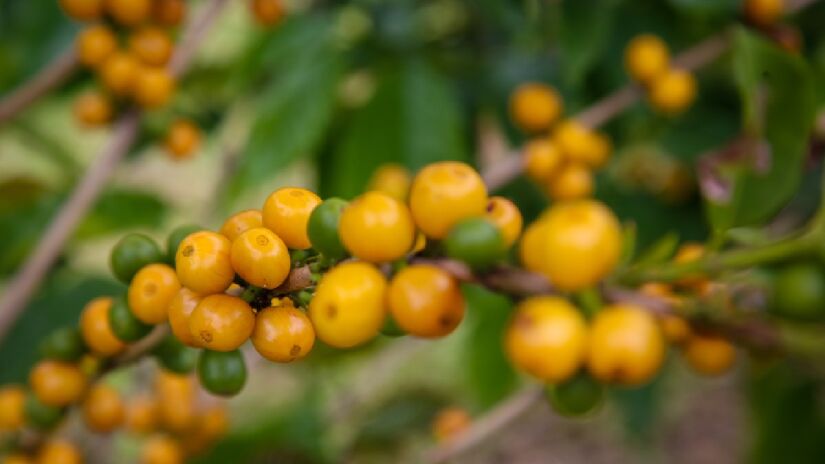 Cafezal possui variedades únicas. Imagem: agriculturasp/Flickr