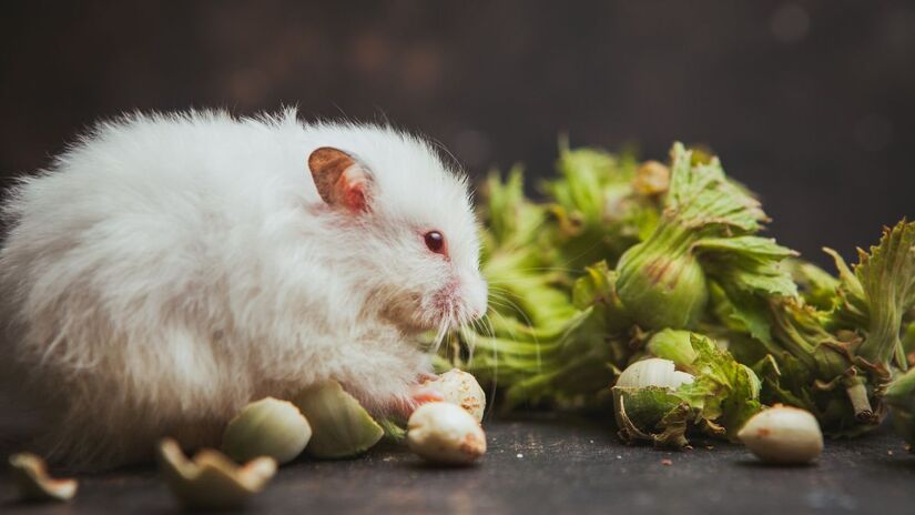 A administração do antioxidante em células de camundongos reduziu os níveis de glicose e os danos do colesterol ruim
