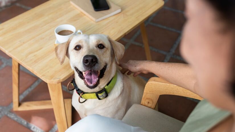 O cérebro canino processa sons de forma semelhante ao humano, o que pode explicar o comportamento