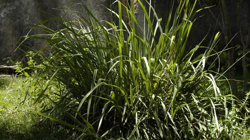 Capim-limão: apesar de cheiroso, seu crescimento denso mantém o solo úmido, ambiente ideal para os parasitas.

Foto: Reprodução/Wikimedia Commons