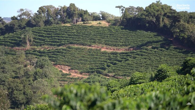 Outro destaque de São Lourenço são as grandes produções de café especial (Fotos: Reprodução/Youtube)