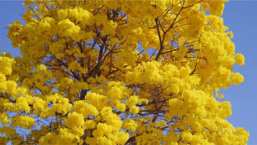 Símbolos do inverno brasileiro, os ipês colorem ruas e estradas com tons vibrantes entre maio e setembro