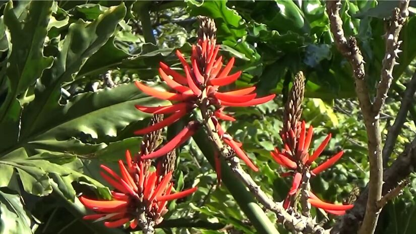 Com flores vermelhas chamativas, a Eritrina-candelabro atrai beija-flores e resiste bem às áreas úmidas