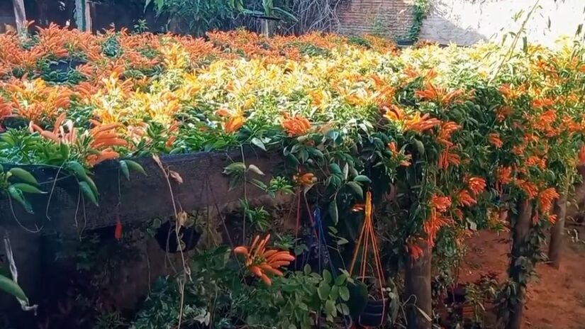 A trepadeira alaranjada que floresce junto às festas juninas e alegra muros e caramanchões, a famosa Flor de são joão