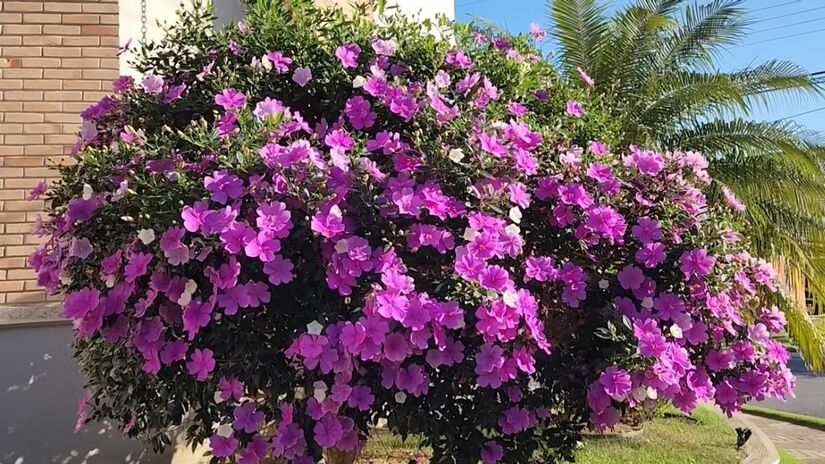 Com flores que mudam de cor, o manacá-da-serra é nativo da Mata Atlântica e embeleza os meses frios (Fotos: Reprodução/Youtube)