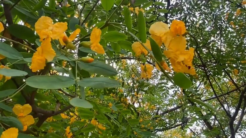 Estudo da USP revela como a Tipuana se manteve firme até nas piores secas e ainda ajudou a refrescar o ambiente