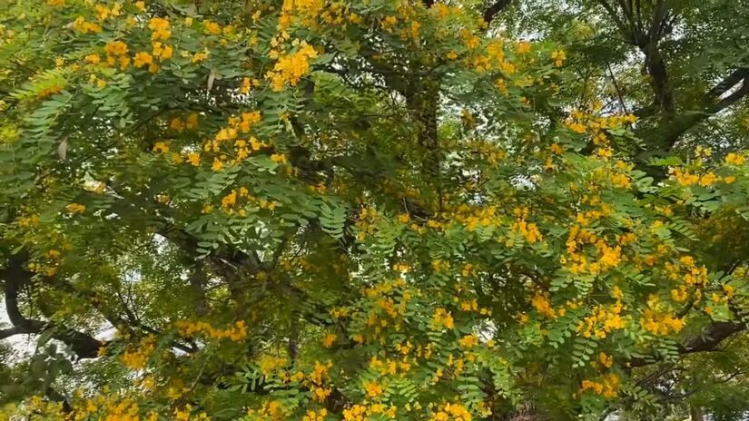 A Tipuana mostra que árvores também contam histórias e ajudam a enfrentar os desafios do clima nas cidades