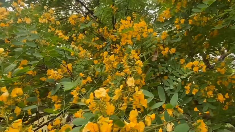 Com raízes antigas e papel relevante, a Tipuana é uma lembrança de que natureza e ciência podem caminhar juntas (Fotos: Reprodução/Youtube)