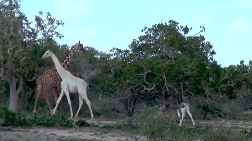 A única girafa branca do mundo vive no Quênia