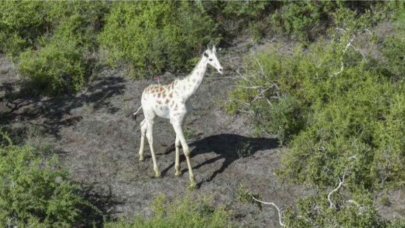 Animal raro é monitorado por GPS para escapar de caçadores