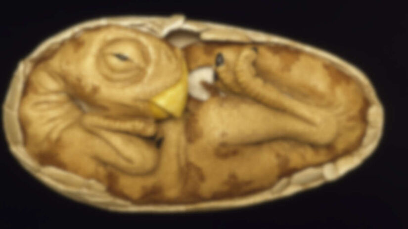 O filhote de dinossauro foi visualizado por meio de um scanner especial. Foto: Imagem ilustrativa, gerada por IA