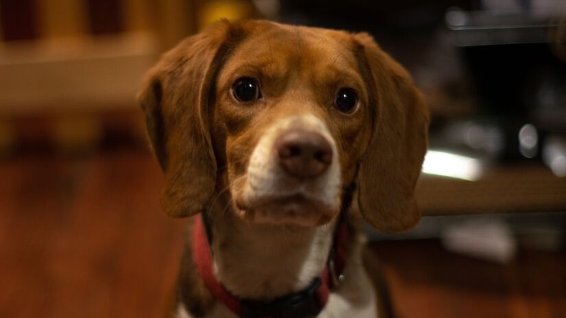 Mais do que fofura, o gesto revela interesse e fortalece o vínculo entre cães e tutores (Fotos: Freepik)
