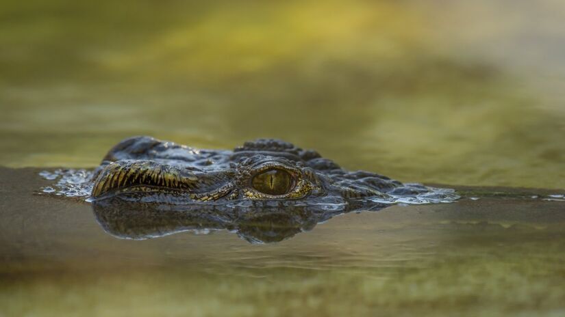 O sofrimento de terceiros é percebido de forma diferente entre humanos e crocodilos