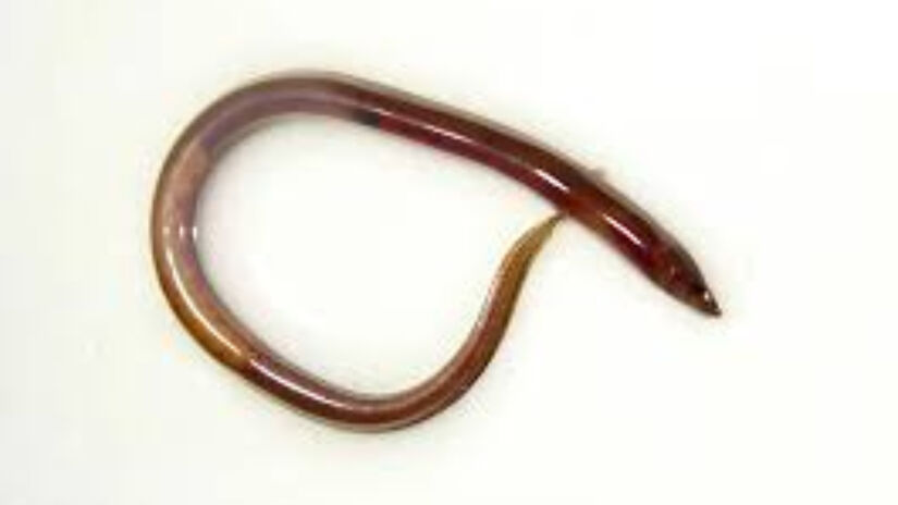 A lesão "lesão atípica", no cérebro da idosa, acabou revelando ser um verme de oito centímetros de comprimento, que ainda estava vivo.

Foto: Reprodução/Wikimedia Commons