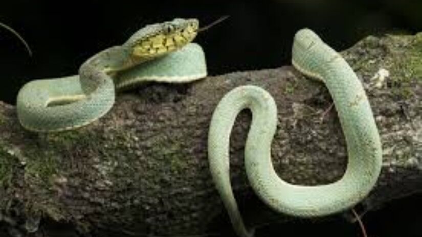 As pítons-tapete são os hospedeiros mais comuns conhecidos dos vermes redondos Ophidascaris. "Até onde sabemos, este também é o primeiro caso a envolver o cérebro de qualquer espécie de mamífero, humano ou não.

Foto: Reprodução/Wikimedia Commons