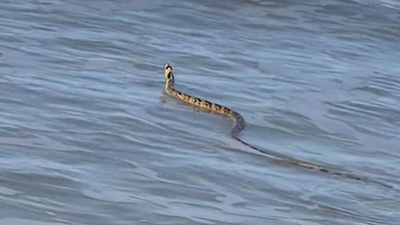 Serpente foi vista inicialmente no mar de Lagoinha/Reprodução