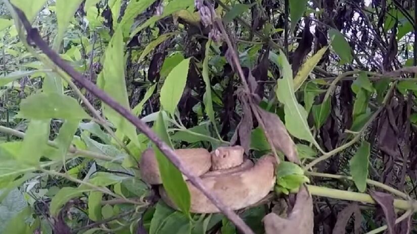 Na Ilha das Cobras há cerca de 45 serpentes por hectare, além de diversas um trajeto perigoso e cheio de obstáculos que dificultam o acesso - (Reprodução/YouTube)
