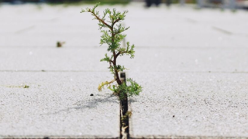 Ervas daninhas são plantas irritantes e persistentes. Imagem: Picryl