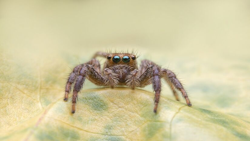 Dependendo do tipo de aranha, a picada pode ser fatal - Freepik