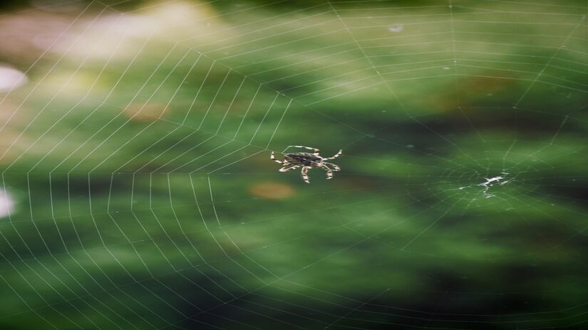 É muito comum que aranhas apareçam em lugares com bastante sujeira - Freepik 