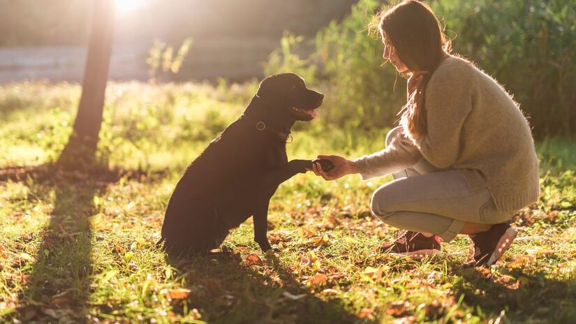 Falar com eles em tons mais altos e suaves parece reforçar o vínculo afetivo e até aumentar a obediência (Fotos: Freepik)