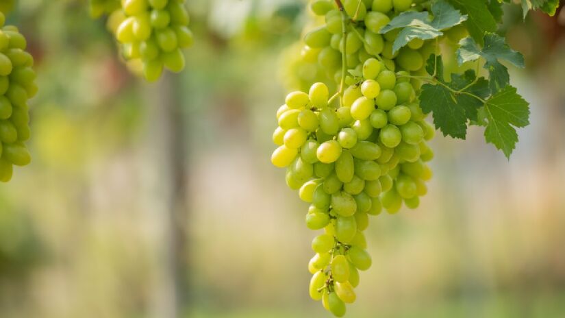 Os compostos bioativos da uva verde exercem um efeito protetor no sistema cardiovascular