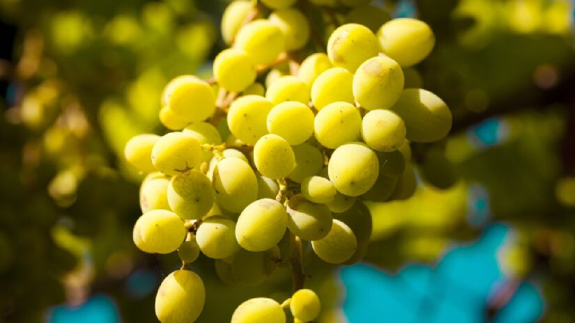 Estudos apontam que seus antioxidantes são capazes de atravessar a barreira hematoencefálica, mecanismo de proteção do cérebro, e exercer ação neuroprotetora (Fotos: Freepik)
