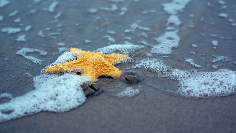 Anteriormente a esse estudo, acreditava-se que existia apenas uma espécie de estrela-do-mar no continente antártico (Foto: Freepik) 