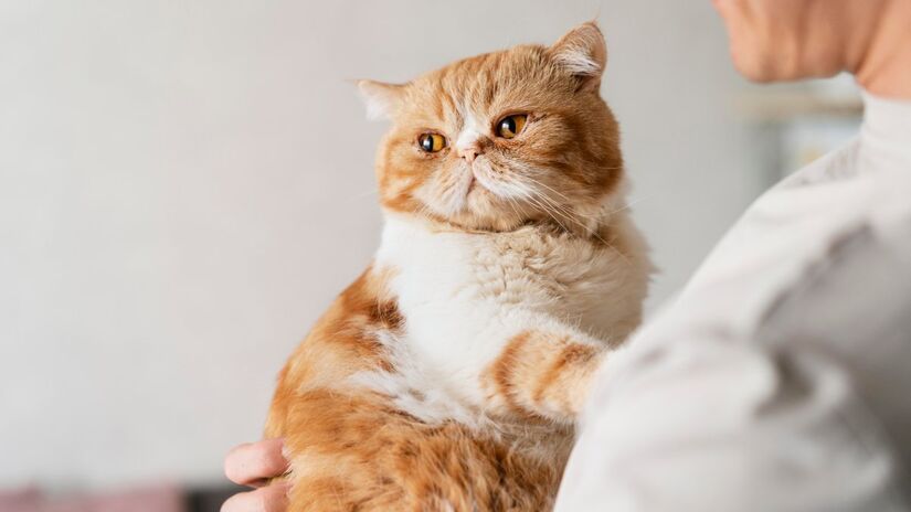 Cada gato tem uma personalidade única, assim como nós. Por isso, pesquise o temperamento do pet que você deseja adotar. Isso assegura que ele se adapte bem à sua casa e família, inclusive se você já tiver outros animais.