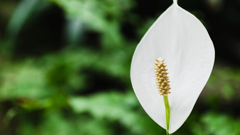 A planta gosta de luz indireta e regas equilibradas, sem excesso de água no solo