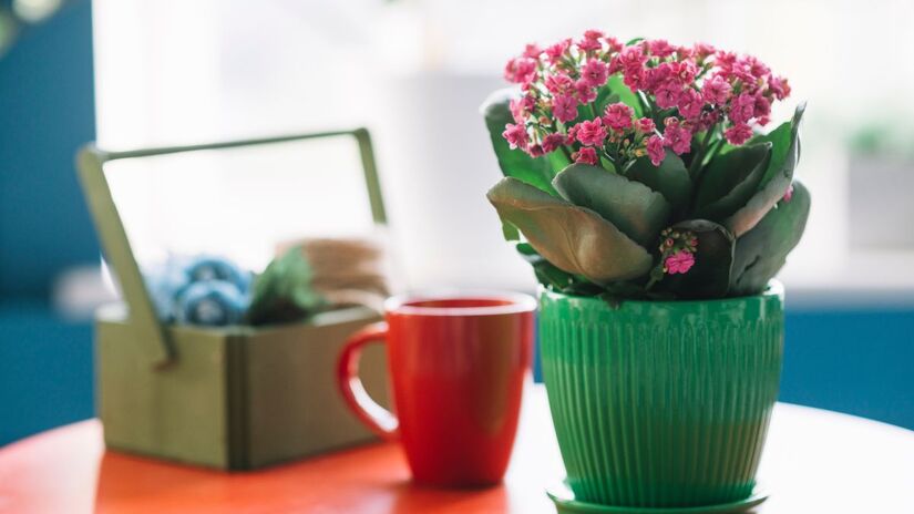 Ter flores naturais em casa não é apenas uma escolha estética