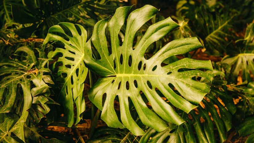 Costela de Adão: quer um visual imponente dentro de casa? Essa planta cresce com força em ambientes internos e só precisa de solo úmido e vaso grande