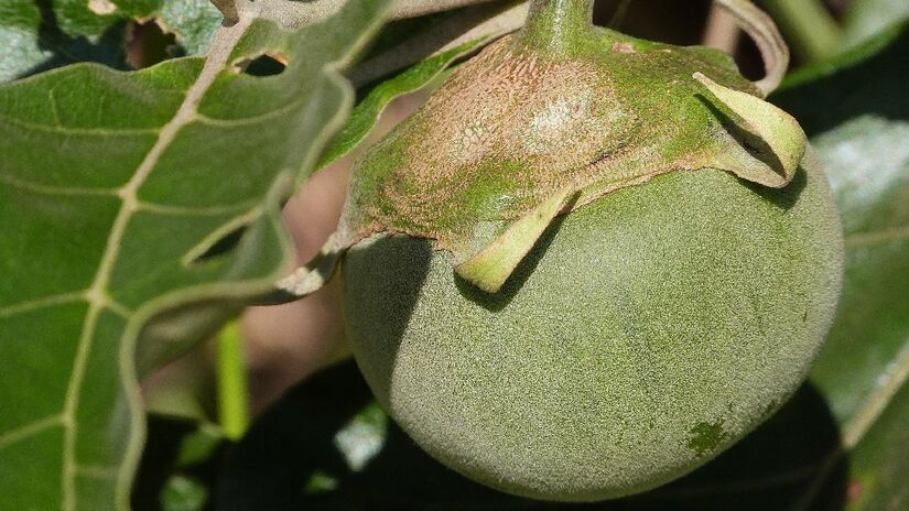 Solanum lycocarpum é responsável por 50% da alimentação de lobos-guará. Imagem: Evaldo Resende/Wikimedia Commons