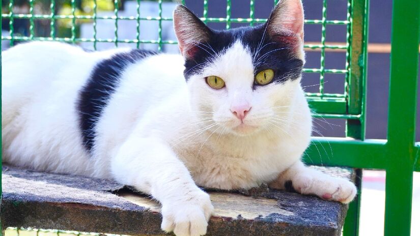 Público poderá interagir, conhecer suas histórias e ajudar os pets a encontrar um lar de forma leve e especial. - Divulgação