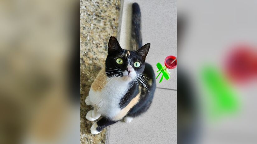 Serão cerca de 290 pets, entre filhotes e adultos, de diferentes portes, cores e pelagens, incluindo animais especiais. - Divulgação