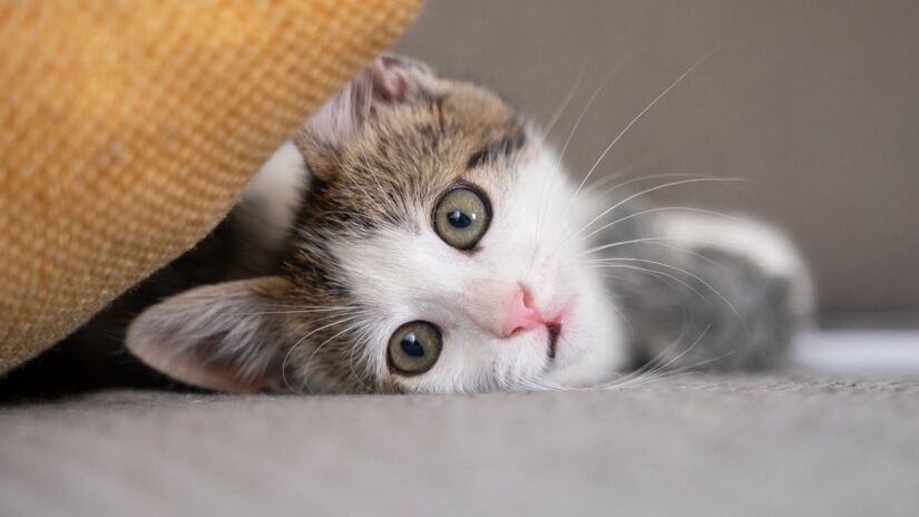 A saúde do seu gato é prioridade. Vacinação em dia, visitas regulares ao veterinário e uma dieta equilibrada com água fresca são fundamentais. Manter a caixa de areia sempre limpa também contribui para a higiene do animal e da casa.