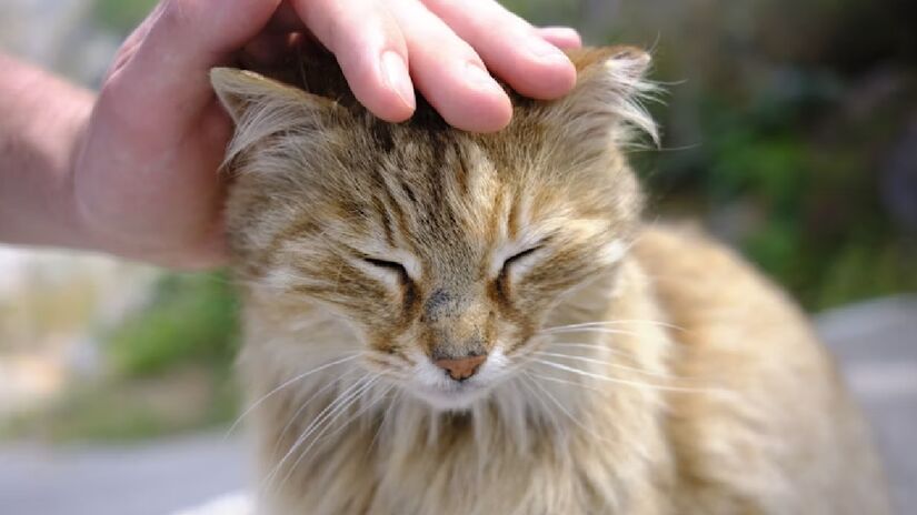 Atender os pedidos do gato fortalece o vínculo com o animal. Dar atenção, interagir sem pressa, dar carinho e oferecer colocar comida ou limpar a areia, são ações cotidianas fundamentais para que o gato entenda que você o entenda e se preocupa com ele - (Jordan Durzi/Unsplash)