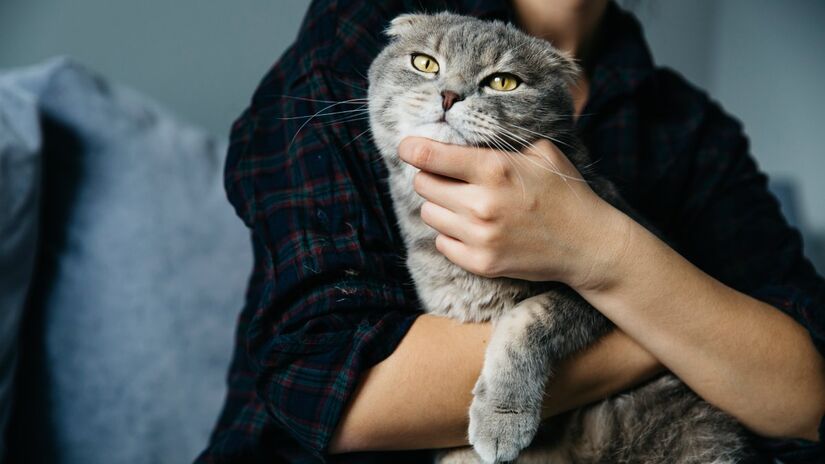 Um gato precisa de uma dieta balanceada e específica para a sua espécie, além de acesso constante a água fresca e limpa.