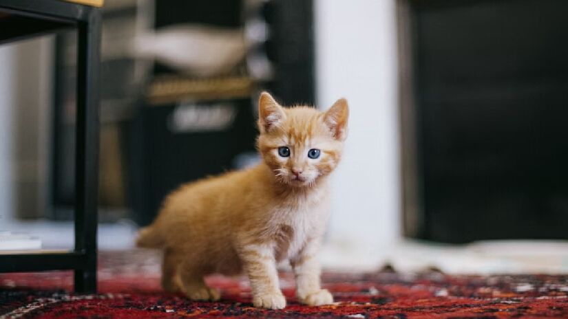 Os gatos em fase adulta não costumam se comunicar com miados com os demais amigos felinos.  Na fase de filhotes, ainda é mais comum, especialmente para os pequenos chamarem as mães - (David Grandmougin/Unsplash)