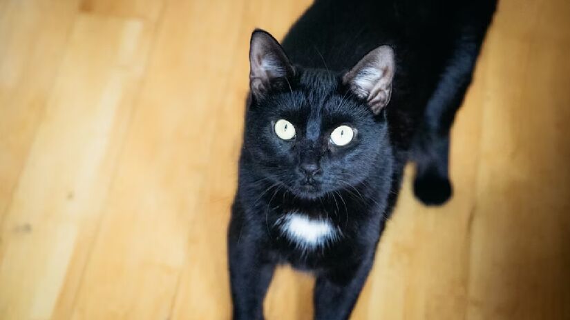 Muito encantadores para boa parte das pessoas, os gatos costumam amolecer o coração dos donos com seus miados, modo que os felinos utilizam para se comunicar. Contudo, não é tão comum que eles utilizem esta forma para se comunicarem entre si - (Zooey Li/Unsplash)