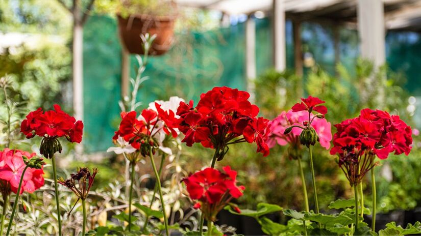 Embora seja uma flor vibrante e cheia de vida, o gerânio pode gerar um clima mais carregado quando mantido em salas ou quartos (Fotos: Freepik)