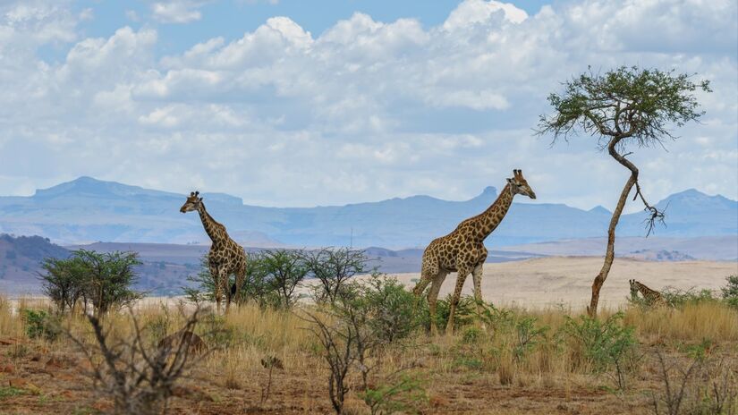 Apesar dos famosos safaris, África do Sul é considerada perigosa para viajantes solitários