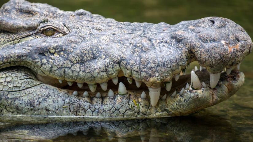 Estudiosos acreditam que reação está relacionada a instinto predatório