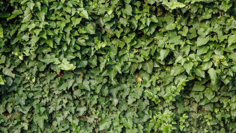 Hera: essa trepadeira cobre muros e cercas, criando tocas naturais para roedores, que carregam carrapatos.

Foto: Reprodução/Pixnio