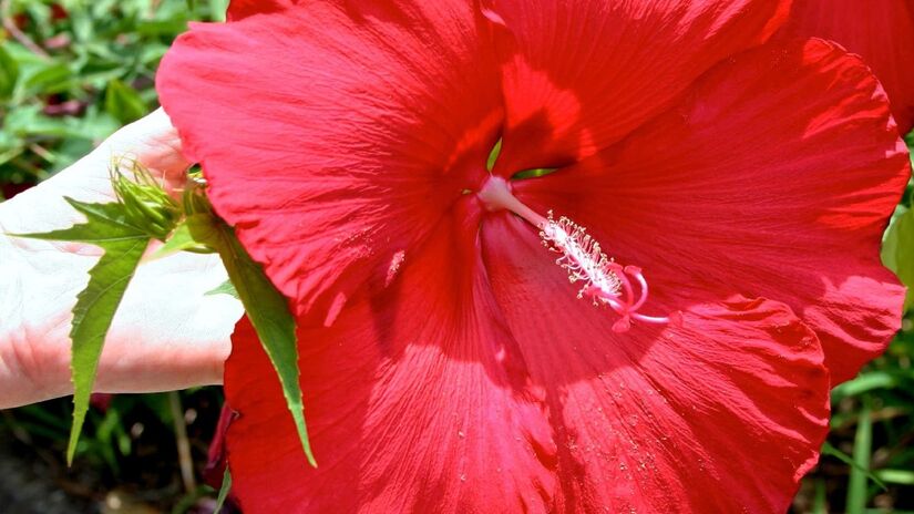 Hibisco atrai beija-flores por possuir bastante néctar. Imagem: Pixnio