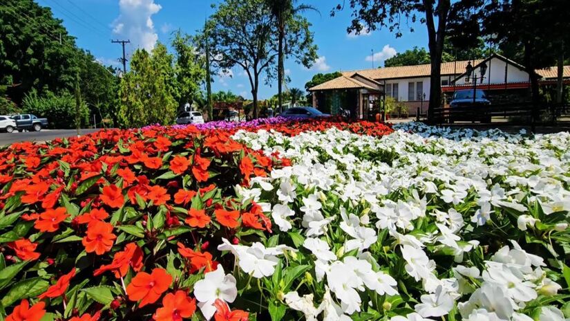 Holambra é conhecida como a "Capital das Flores" e concentra o maior polo de produção e comercialização de flores da América Latina